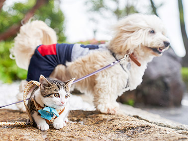 愛犬と一緒に愉しめる施設が充実