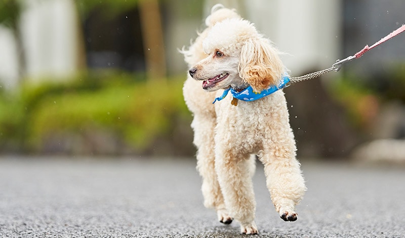 愛犬と一緒に愉しめる施設が充実